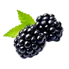 Mulberry Extract