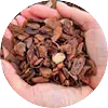French Maritime Pine Bark Extract