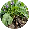 PhytocellTec™ Symphytum (Comfrey Root Stem Cells)
