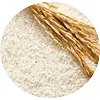 Oryza Sativa Rice Extract (GosulinR Rice)